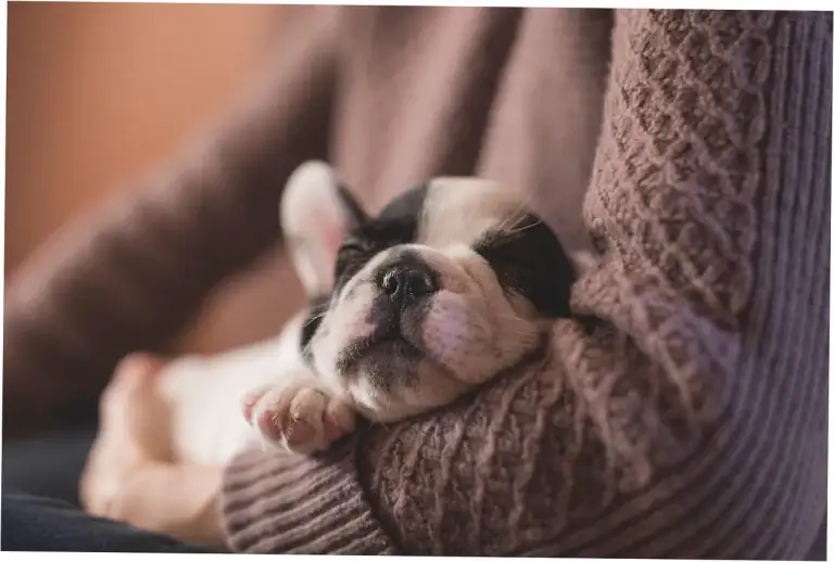 Does Dog Bed Scratching Signal Anxiety Issues?