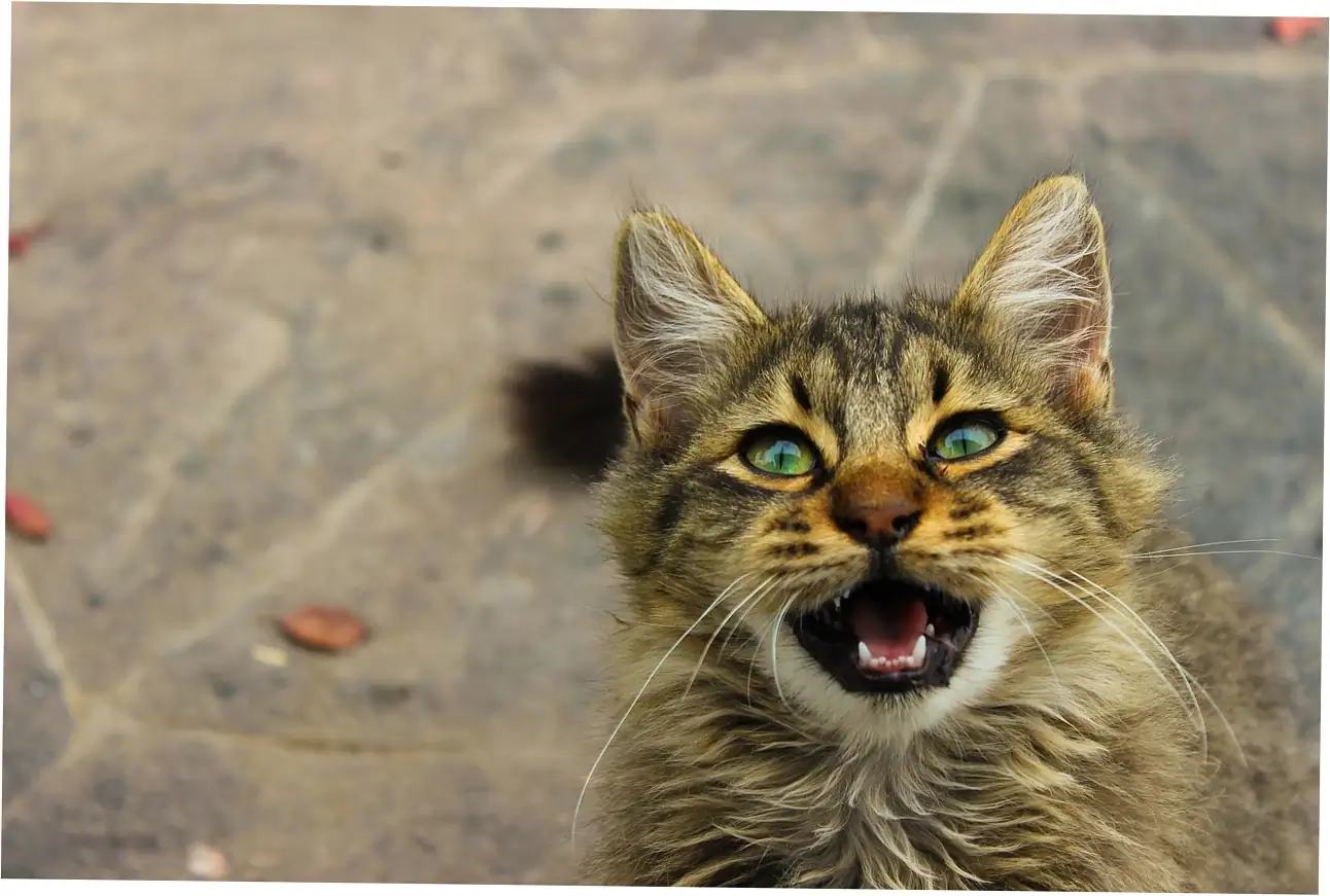 how long do calico cats live