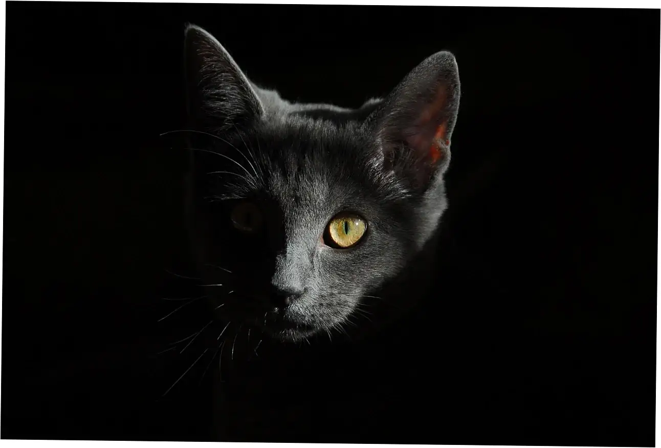 If you want your Siamese cat to live as long as possible, here are some healthcare strategies that really help.