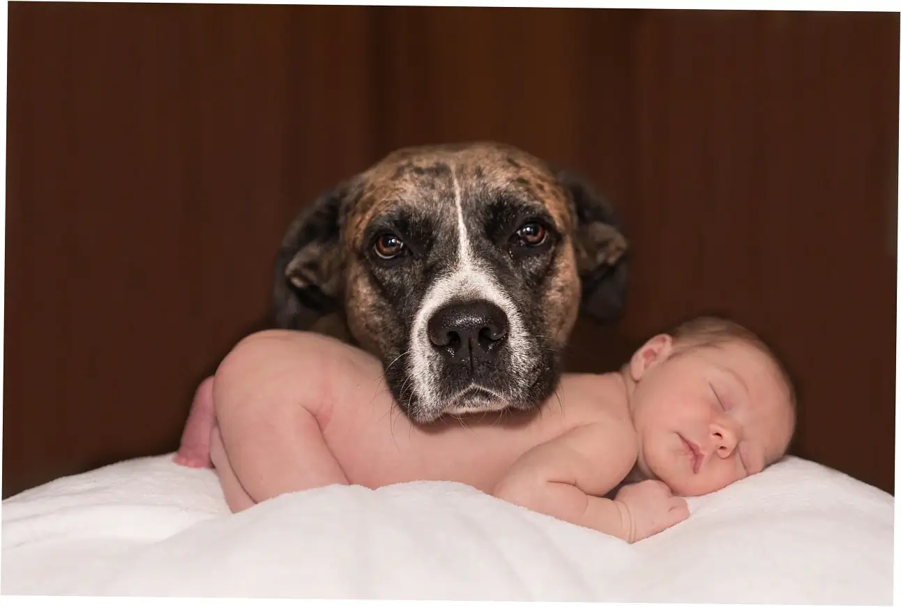 Let's talk about why bananas can be good for dogs