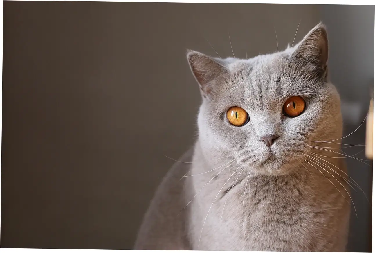 Common Health Issues in Tabby Cats
