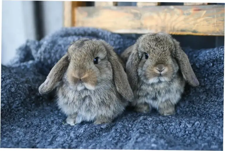 What Determines Pet Rabbit Lifespan?