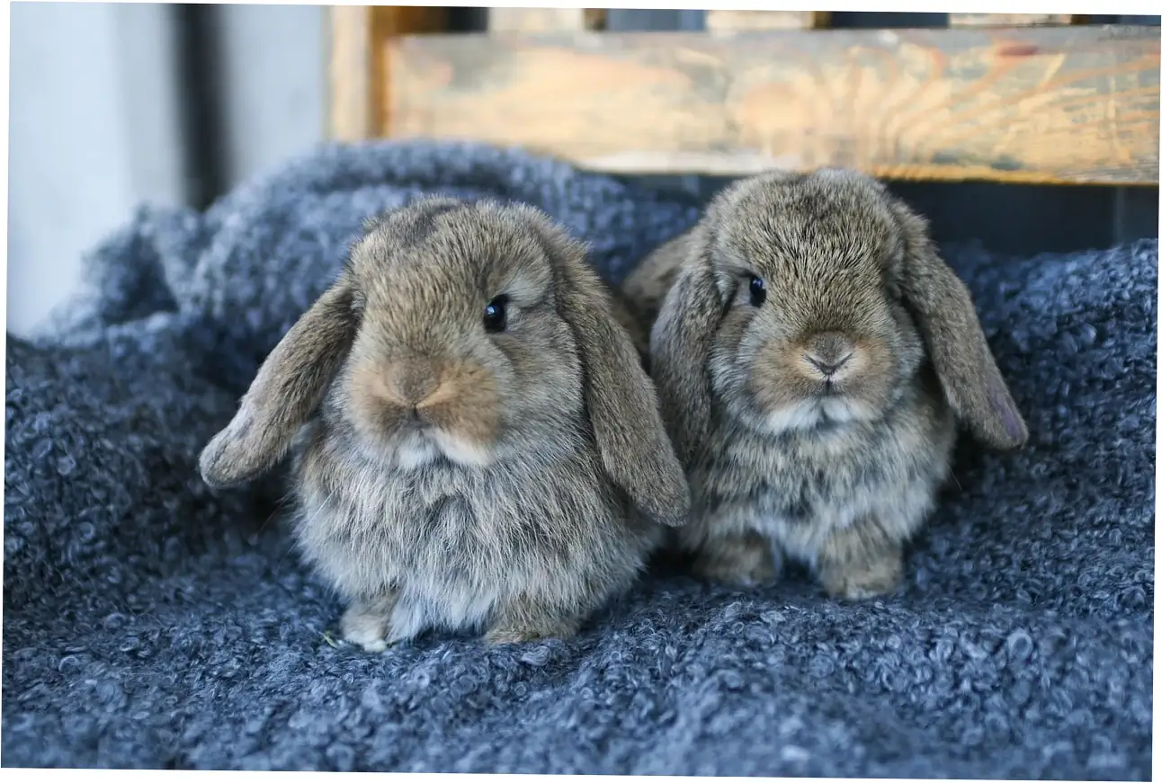 how long do pet rabbits last