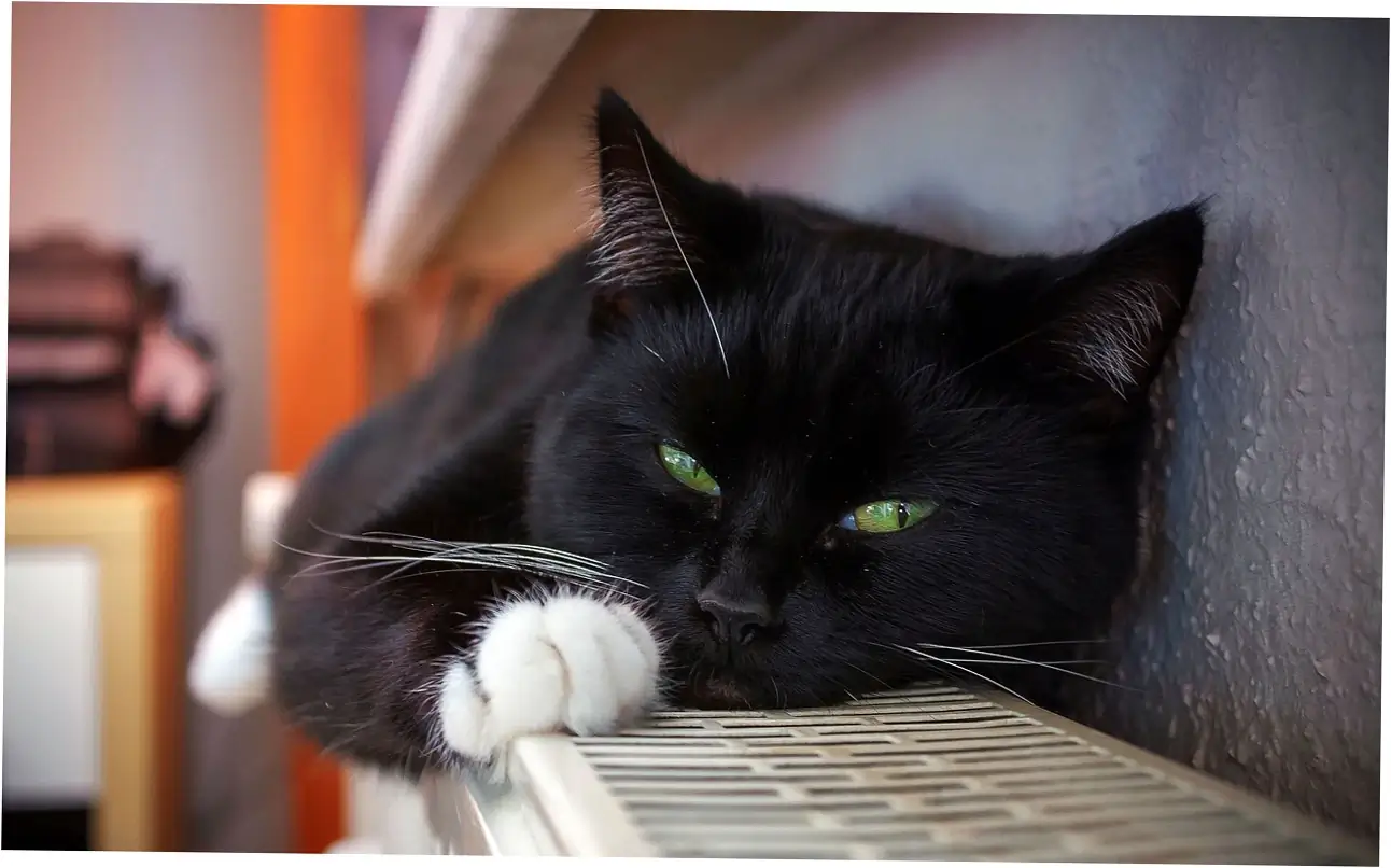 Age-Related Purring Changes