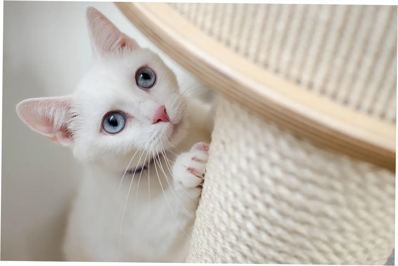 Average Lifespan of Indoor-Outdoor Cats