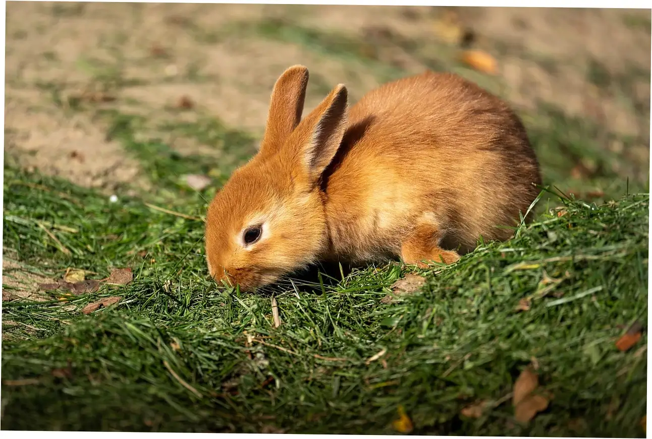 Want your Rex rabbit to live longer? Here's how to make those extra years great.