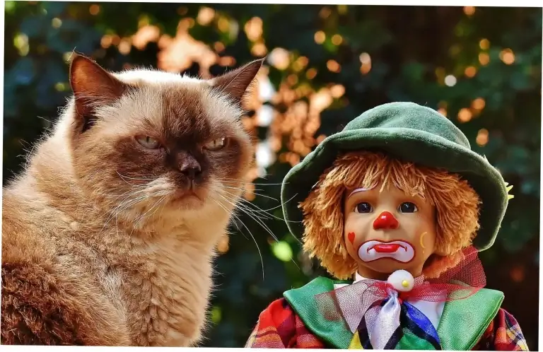 What Determines a Tabby Cat’s Lifespan?