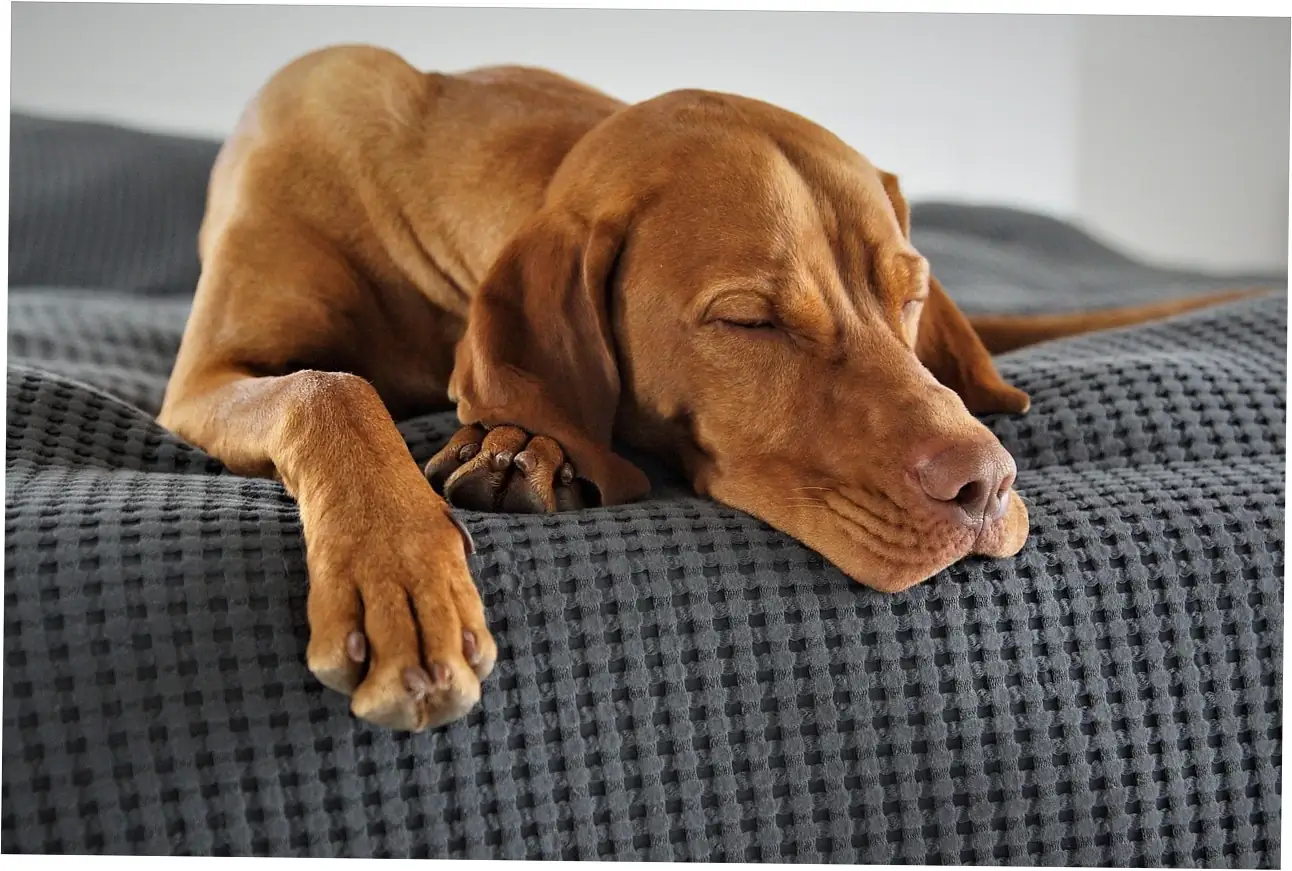 Let's talk about the risks and safety concerns with banana chips for dogs.