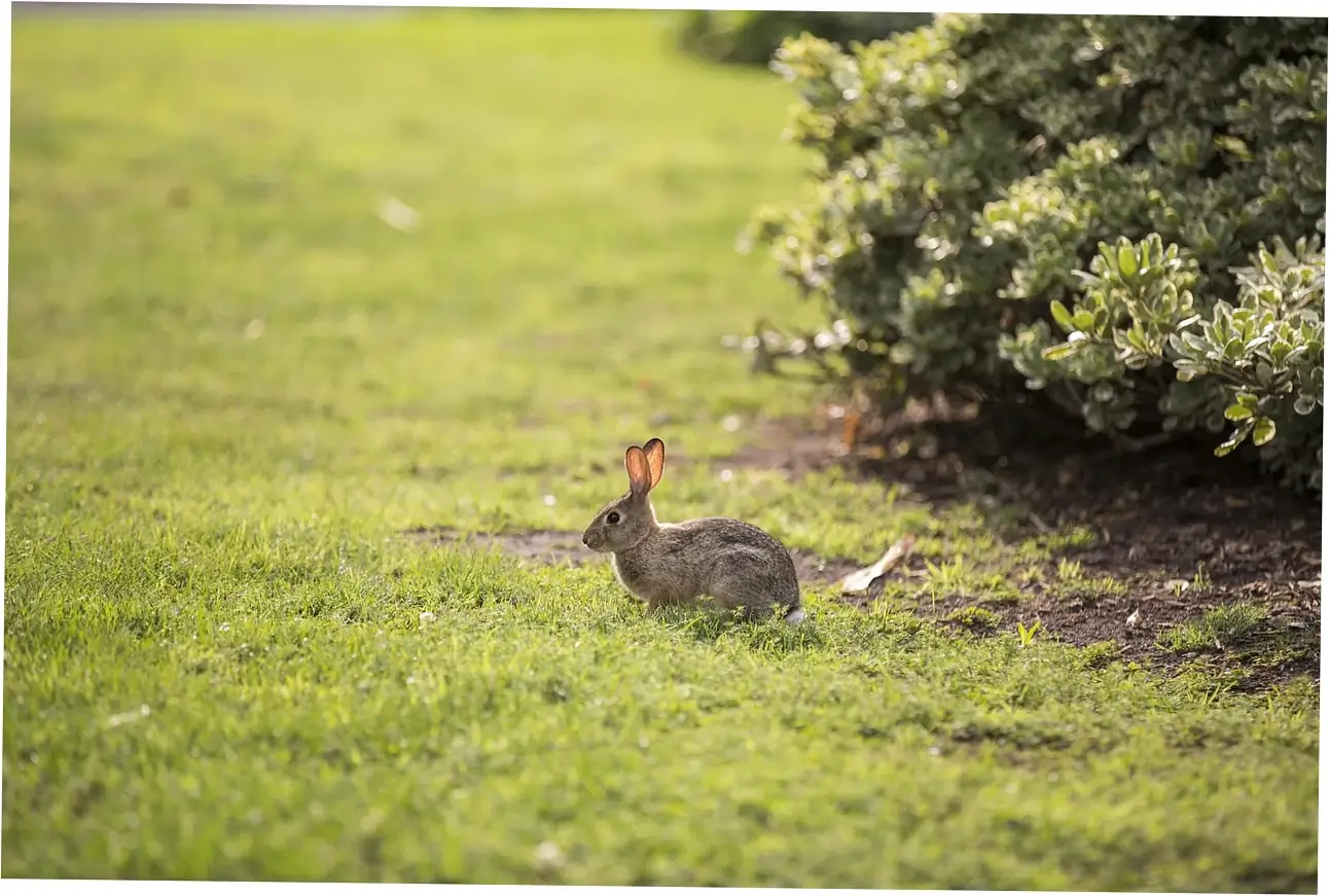 Natural Repellents and Deterrents