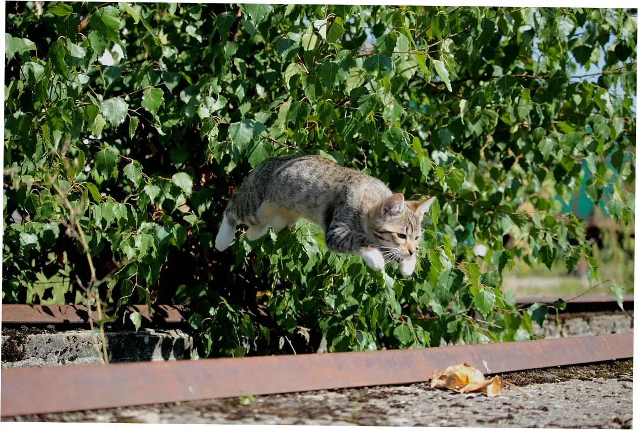 Understanding Feline Purring Mechanisms