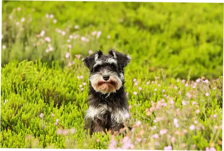Which dog beds withstand destructive digging behavior?
