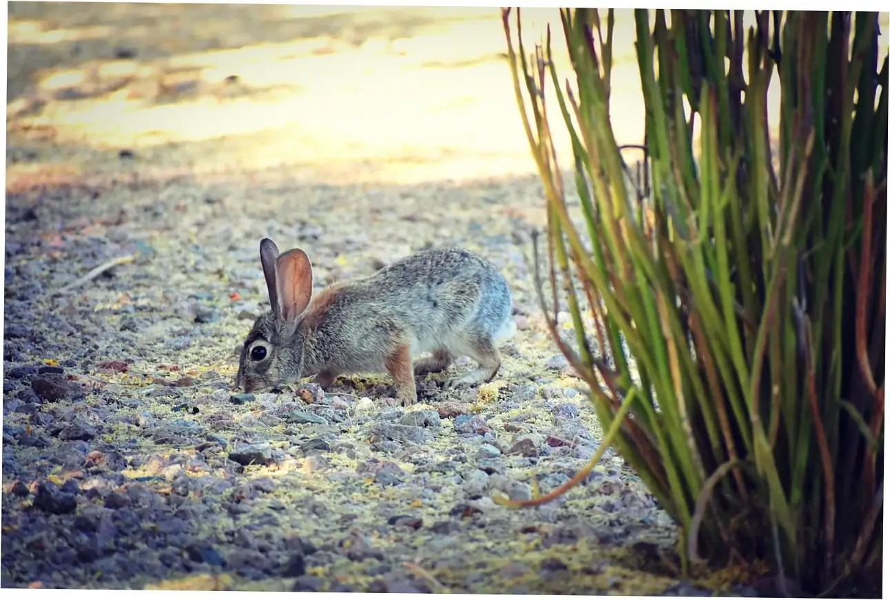 If you want your Rex rabbit to live a long life, here are some key care tips