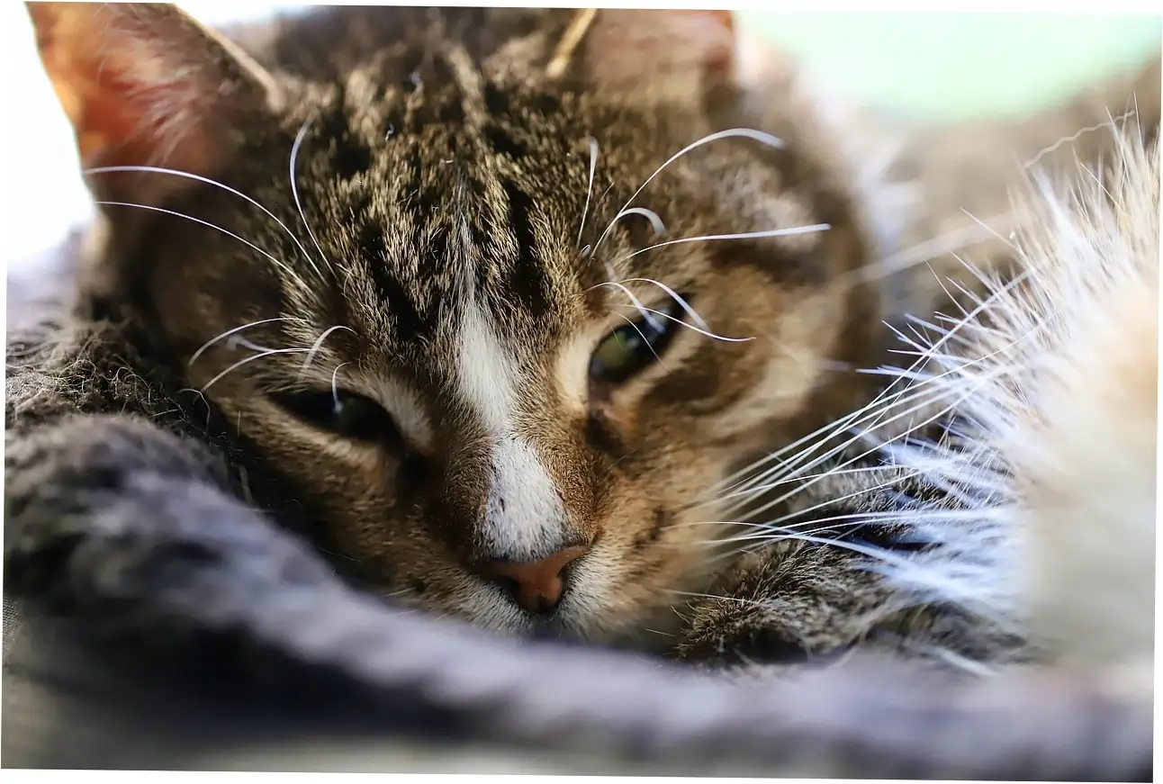 Let's talk about making your tabby's life better
