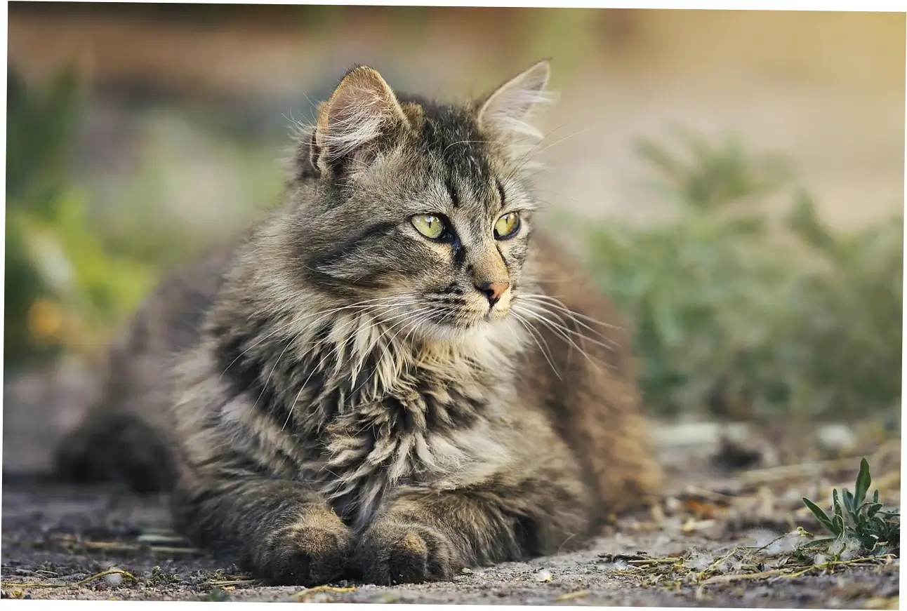Caring for your older calico cat