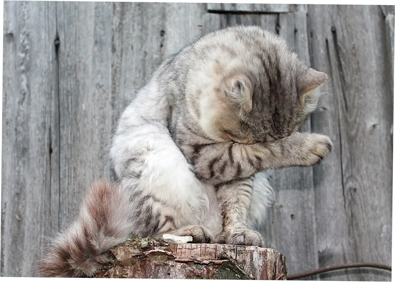 Let's talk about how to respond when your cat purrs so much