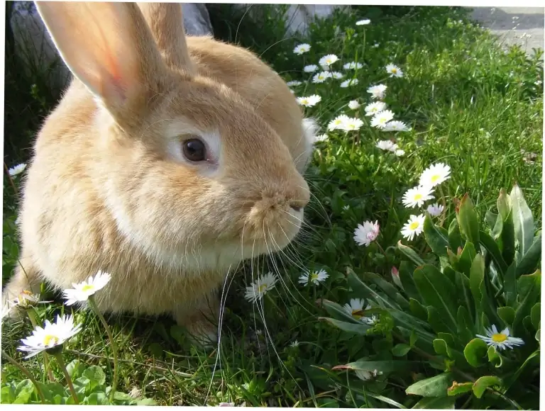 Dutch Rabbit Lifespan: How Long Do They Live?