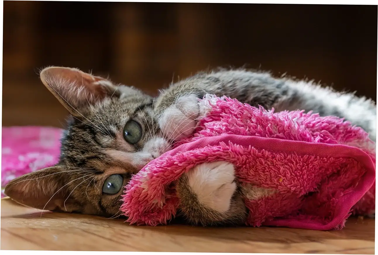 If you want your Siamese cat to live as long as possible, here are some healthcare strategies that really help.