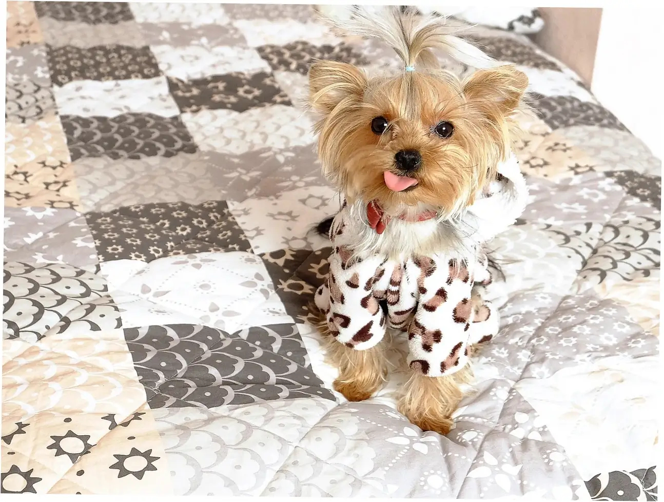 Understanding Canine Bed-Scratching Behavior