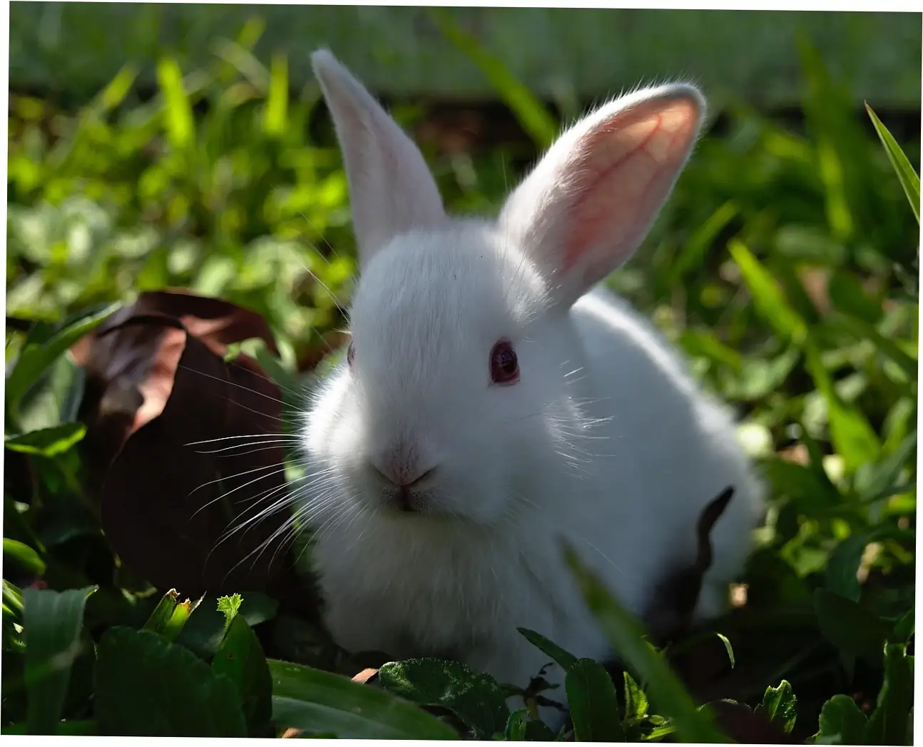 How behavior and social needs affect how long Dutch rabbits live