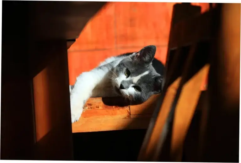 What’s the average lifespan of Siamese cats?