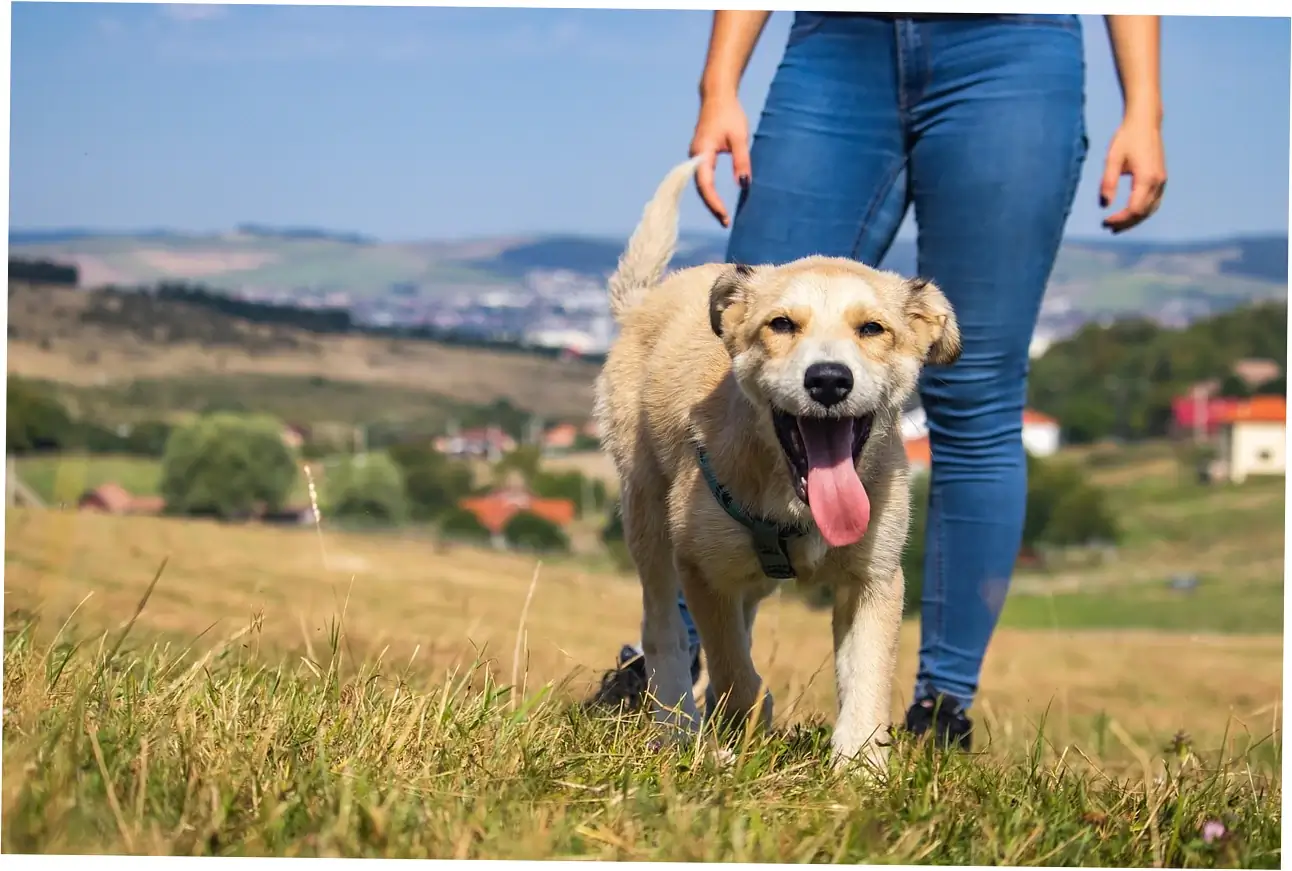 Let's talk about how allergies make dogs scratch their beds
