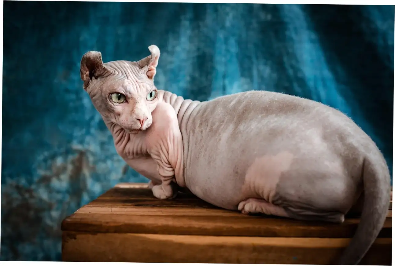 Let's talk about how to respond when your cat purrs so much