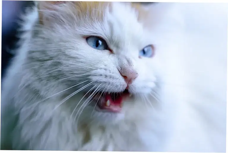 What Determines Average Domestic Cat Lifespan?