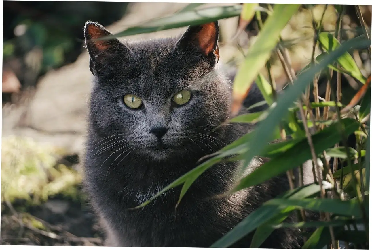 Age-Related Purring Changes