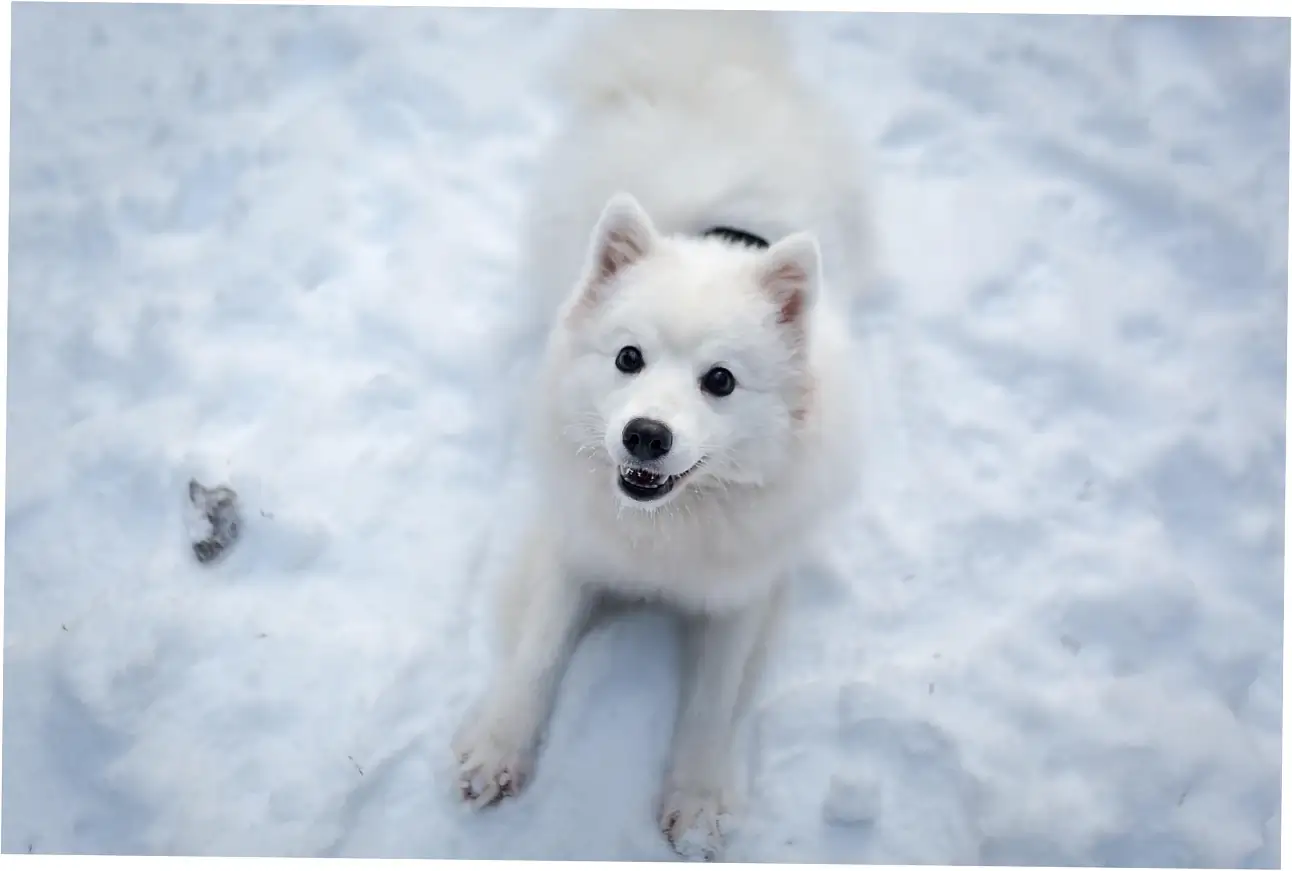 Let's talk about the risks and safety concerns with banana chips for dogs.