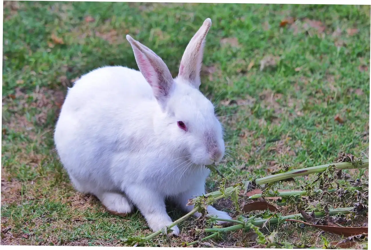 Average Dutch Rabbit Lifespan and Key Factors