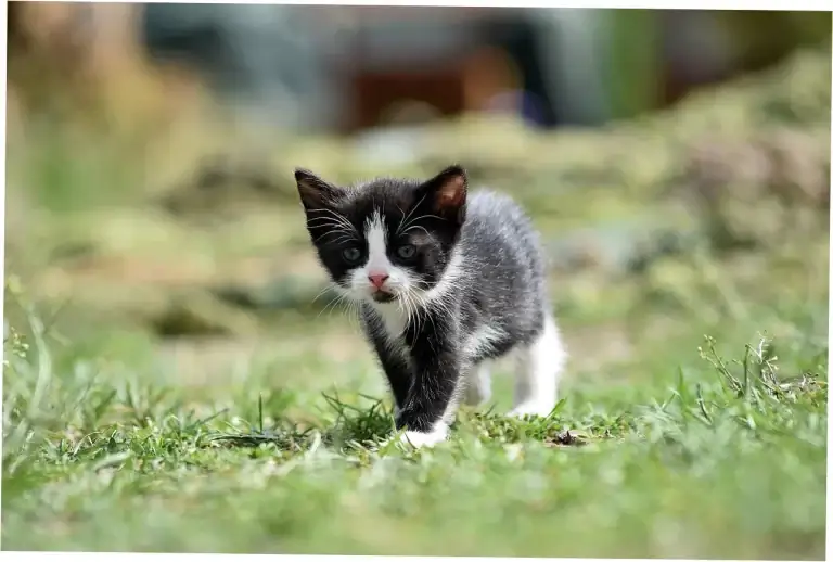 How Many Human Years Does Your Cat Live?