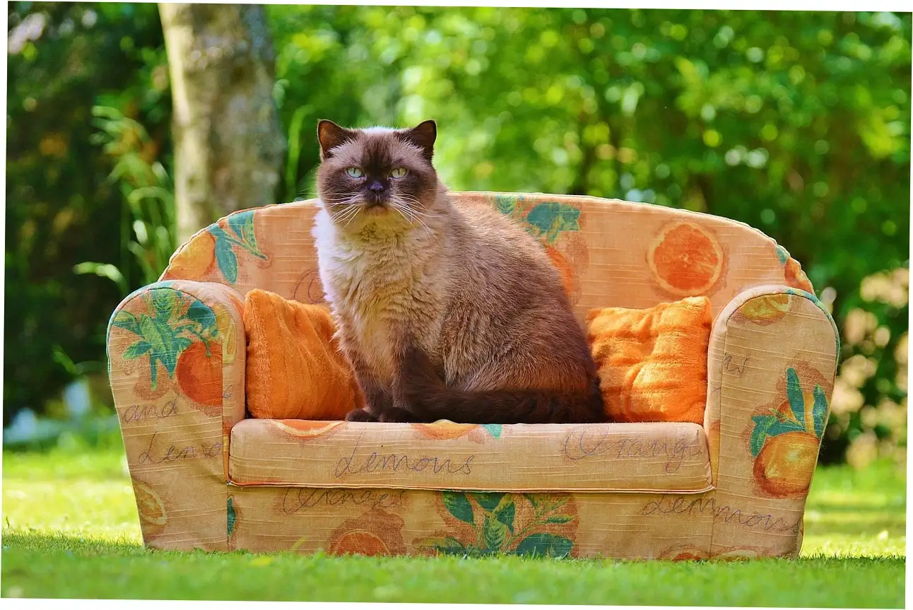 Want your calico cat to live longer?
