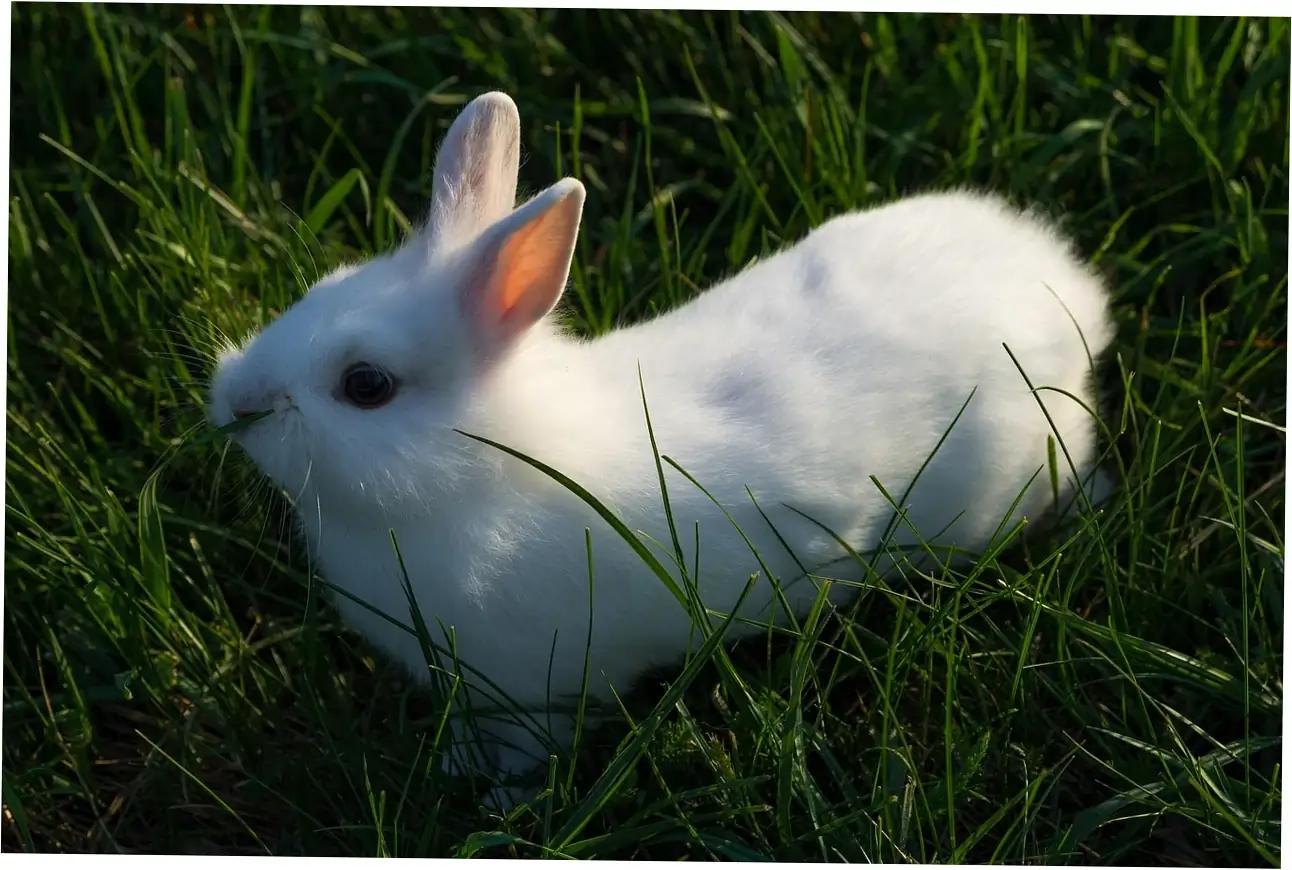 Let's talk about caring for your senior Mini Lop rabbit