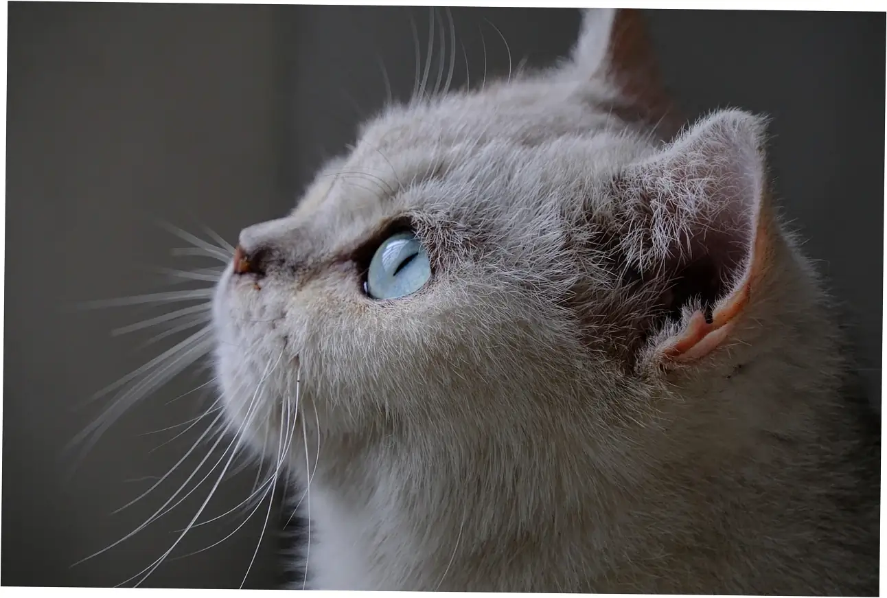 Extending Your Cat's Lifespan