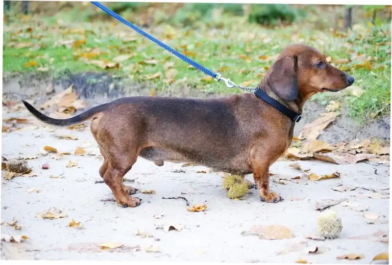 Are Blueberries Safe for Canine Consumption?