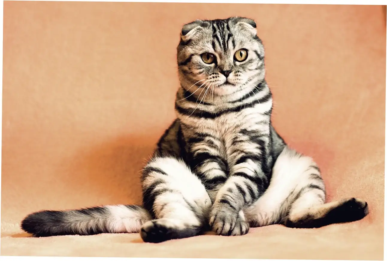 Factors Determining Maine Coon Longevity