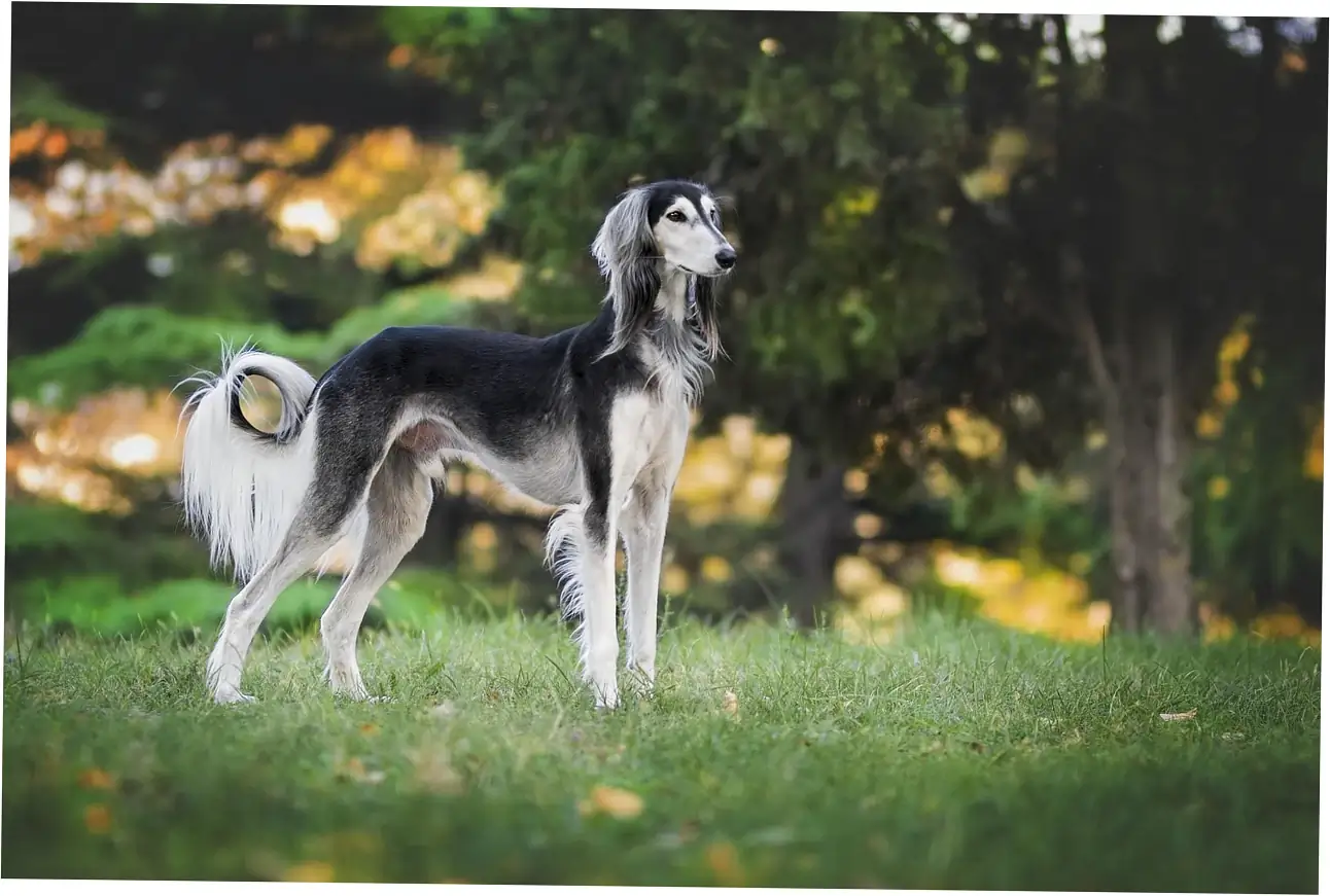 Portion Guidelines by Dog Size and Age