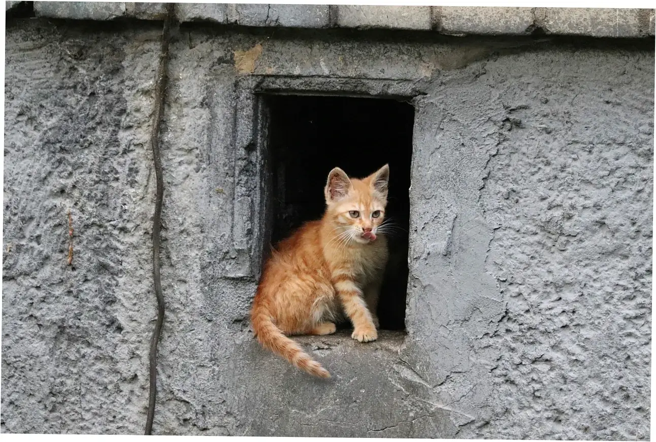 Want your calico cat to live longer?