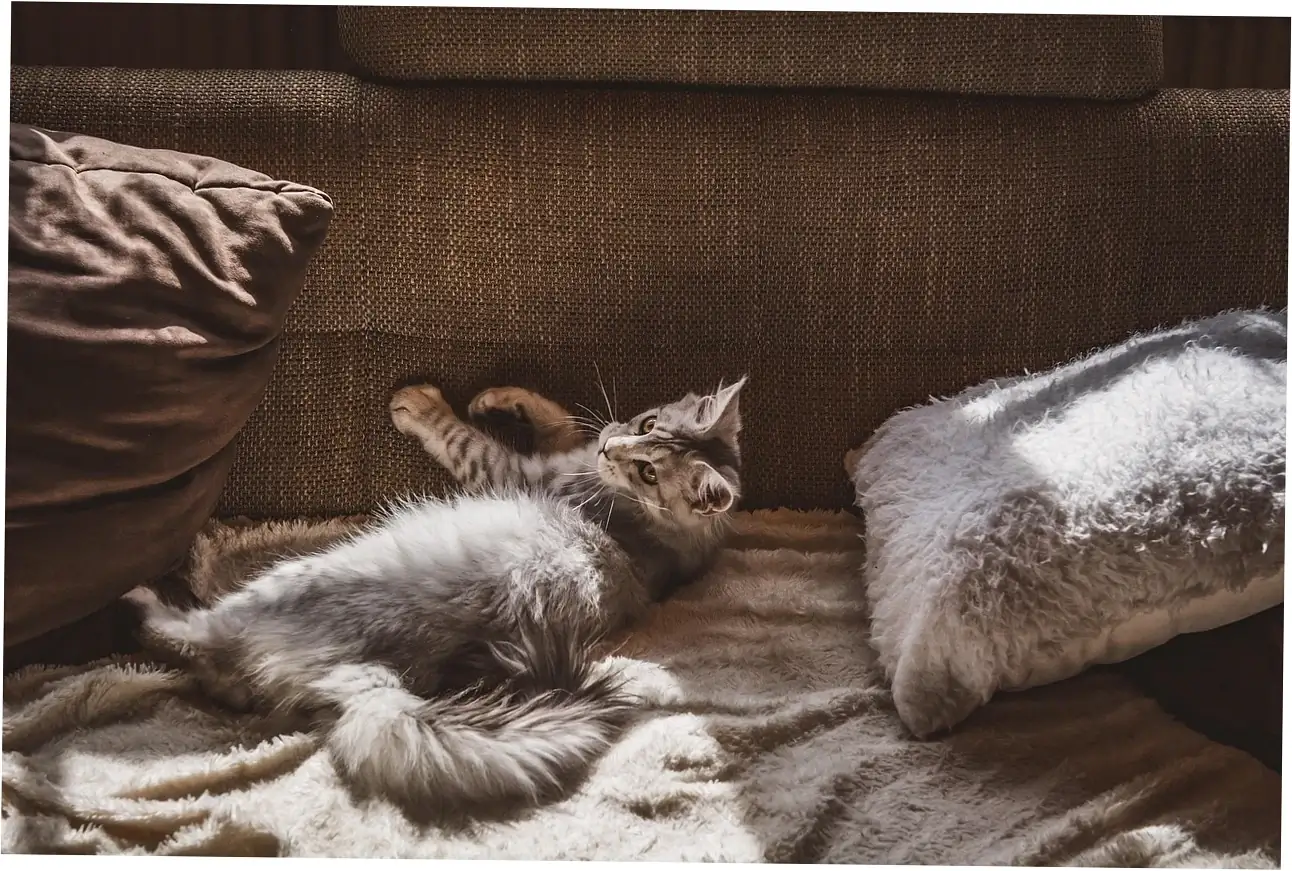 Let's talk about making your tabby's life better