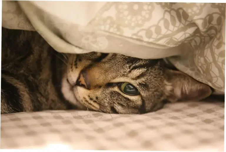 What is the average Maine Coon cat lifespan?