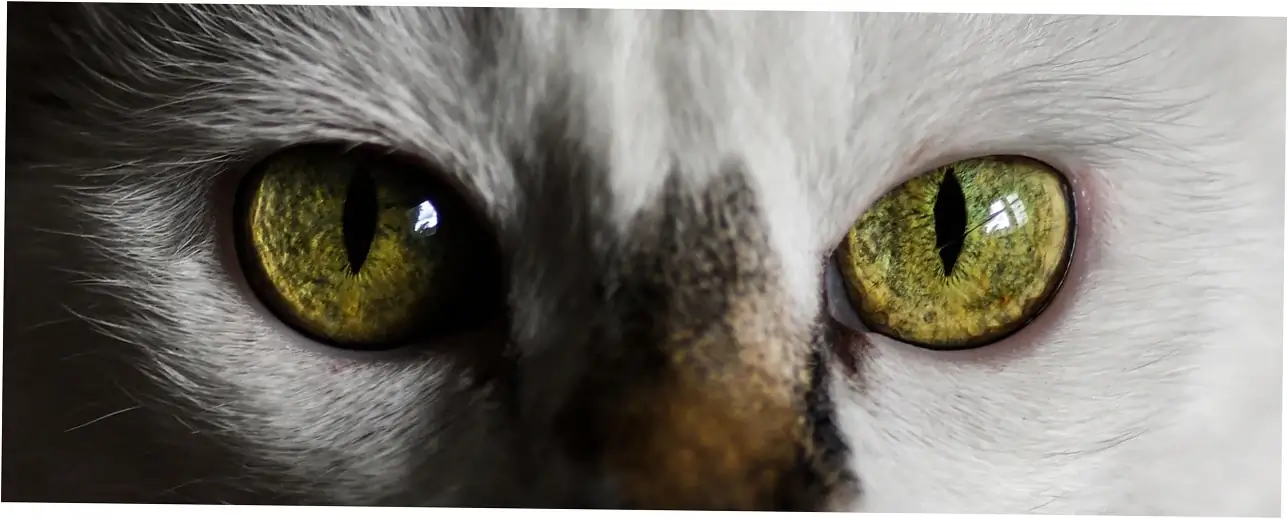 Health Considerations for Calico Cats