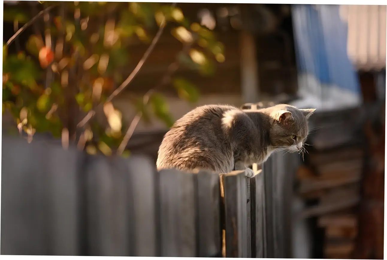 Health Implications of Excessive Purring