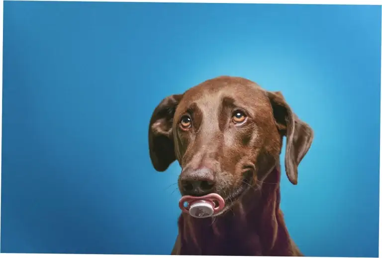 Can Dogs Safely Eat Banana Treats?