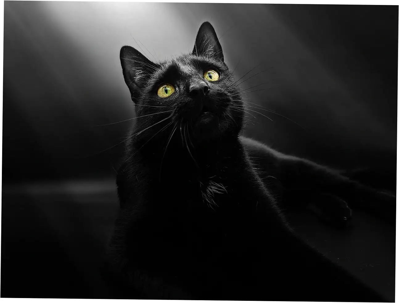 Outdoor cats face some serious dangers that really affect how long they live.