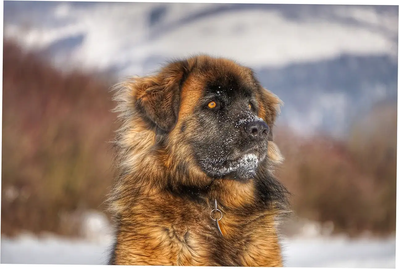 5. Addressing and Managing Excessive Scratching