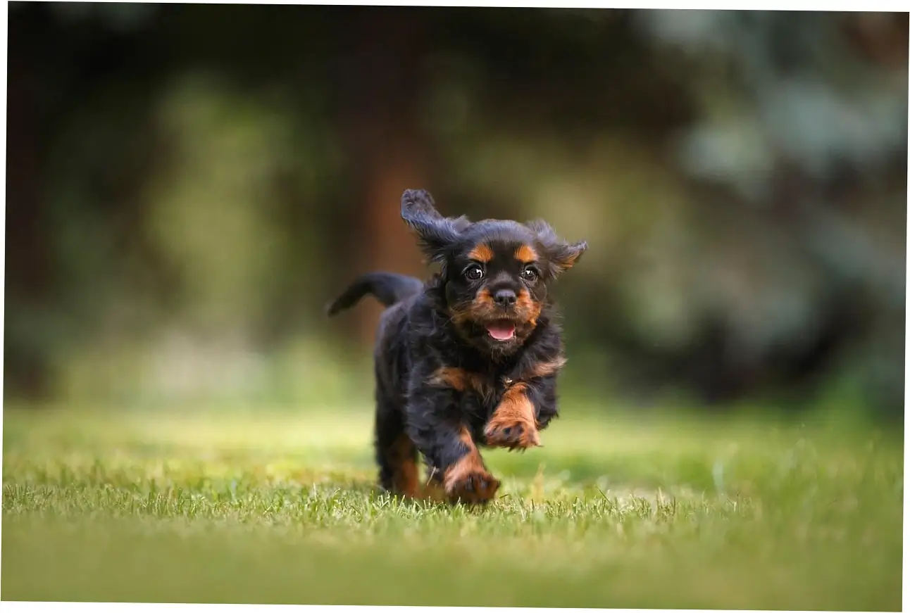 Here are some practical ways to help when dogs scratch beds because of anxiety