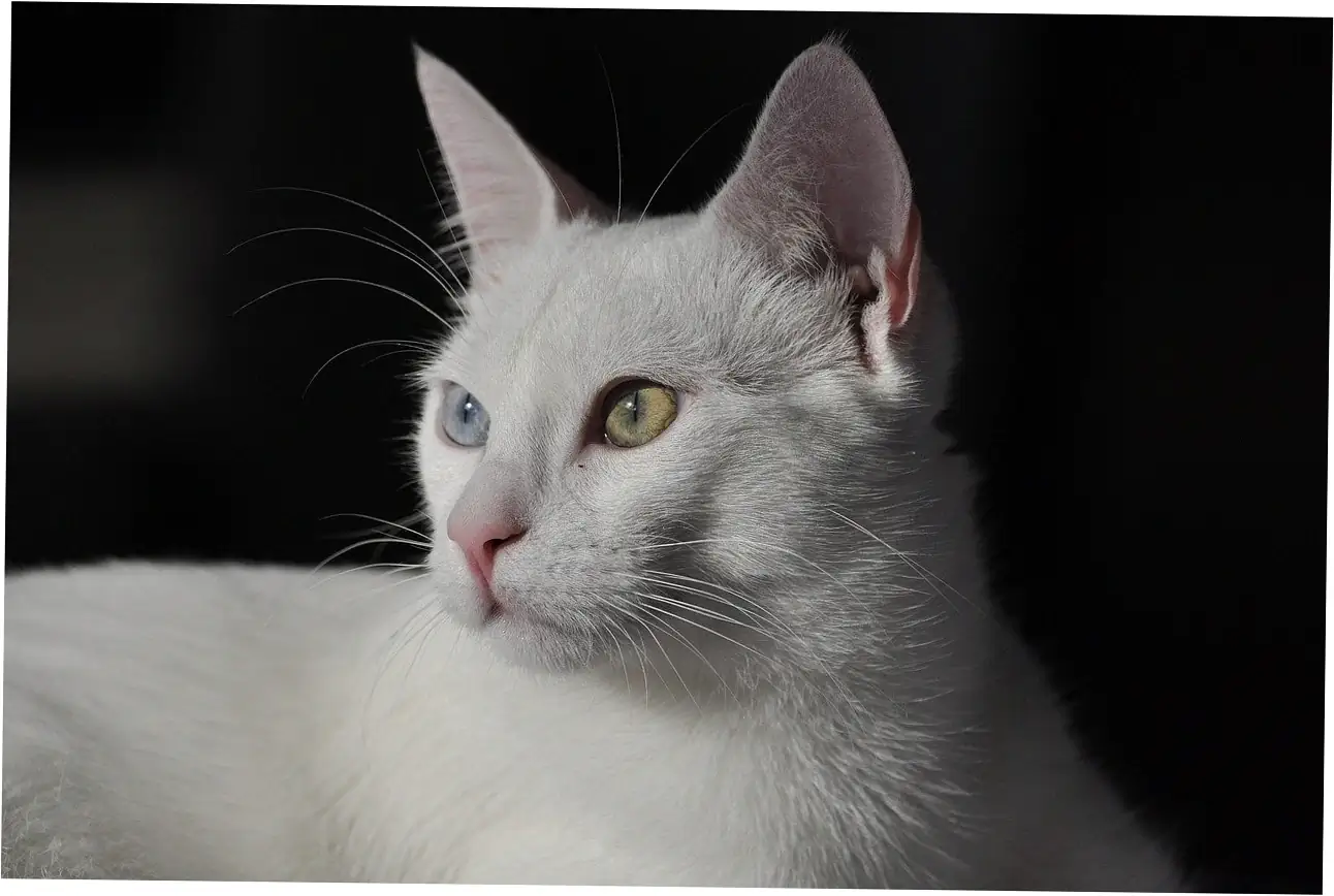 Common questions about why cats purr
