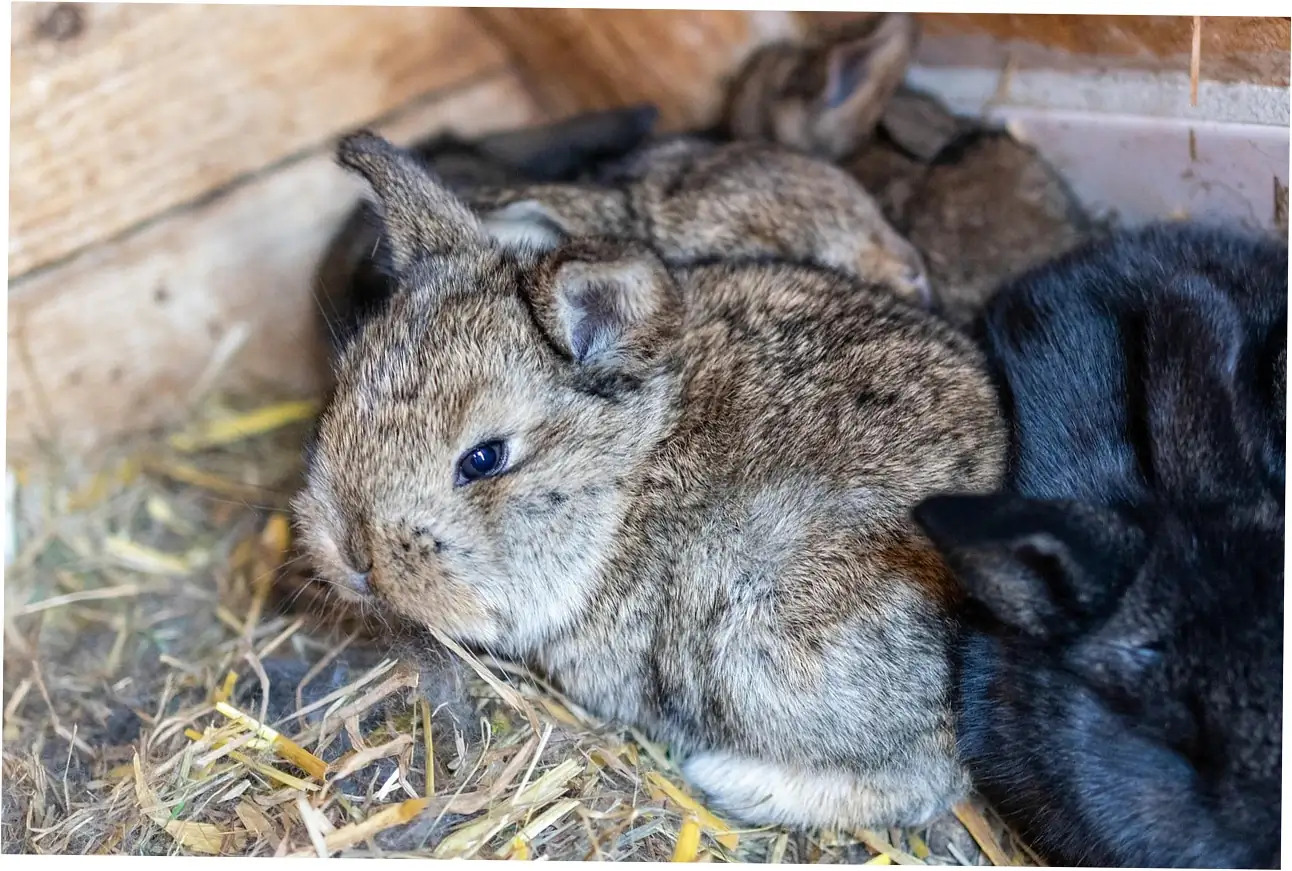 Let's talk about the daily greens rabbits love - it's like a whole rainbow of leafy veggies for them!