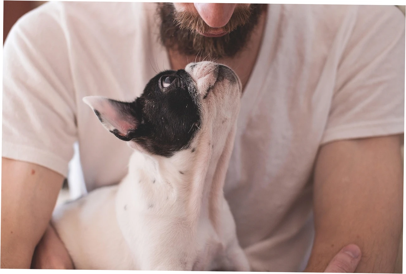 So, what makes a great orthopedic dog mattress for your giant breed?