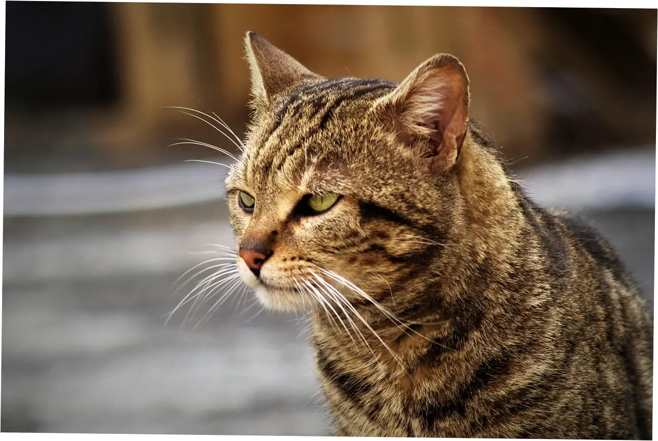 The Biological Mechanics of Purring